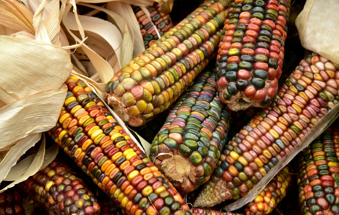 El maíz: ingrediente esencial de la cultura mexicana